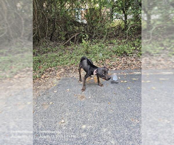 Medium Photo #1 Mutt Puppy For Sale in San Antonio, TX, USA