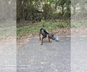 Mutt Dogs for adoption in San Antonio, TX, USA