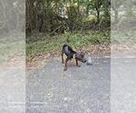 Small Mutt