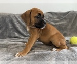 Small Photo #28 Boxer Puppy For Sale in WEST COLUMBIA, SC, USA