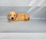 Puppy Snickers Golden Retriever