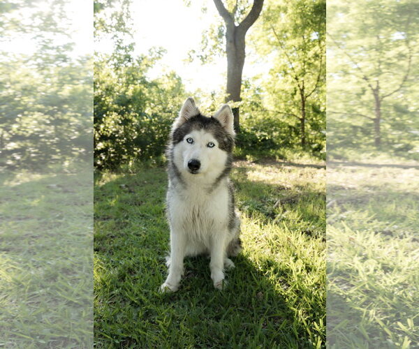 Medium Photo #4 Siberian Husky Puppy For Sale in Carrollton, TX, USA