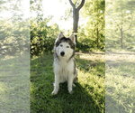 Small #3 Siberian Husky