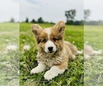 Small #4 American Corgi