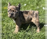Small Photo #6 Faux Frenchbo Bulldog Puppy For Sale in ROCK STREAM, NY, USA