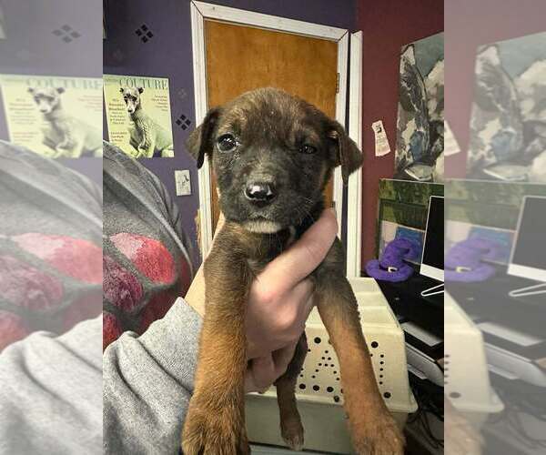 Medium Photo #2 Mutt Puppy For Sale in Evansville, IN, USA