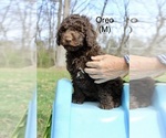 Small Photo #4 Australian Labradoodle Puppy For Sale in REIDSVILLE, NC, USA