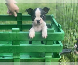 Boston Terrier Puppy for sale in OWEGO, NY, USA