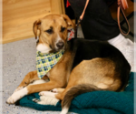 Small #12 Beagle Mix