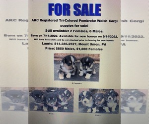 Pembroke Welsh Corgi Puppy for sale in MC VEYTOWN, PA, USA