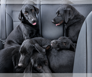 Labrador Retriever Dogs for adoption in Clovis, CA, USA