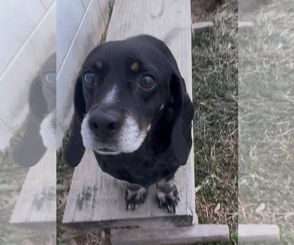 Medium Photo #3 Basschshund Puppy For Sale in Sistersville, WV, USA