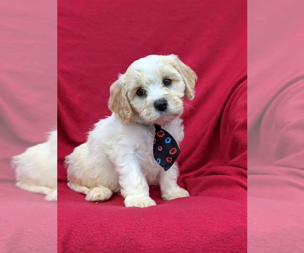 Medium Photo #3 Cavachon Puppy For Sale in AIRVILLE, PA, USA
