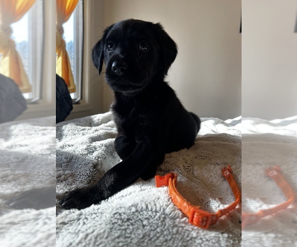 Medium Photo #2 Golden Labrador Puppy For Sale in SPOKANE, WA, USA
