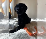 Small Photo #2 Golden Labrador Puppy For Sale in SPOKANE, WA, USA