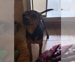 Scrappy - Male Miniature Pinscher Dog for Adoption - Small photo