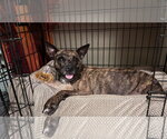 Small #4 Mutt