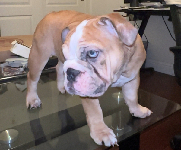Medium Photo #1 English Bulldog Puppy For Sale in TRACY, CA, USA