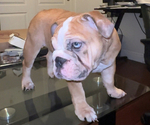 Small Photo #1 English Bulldog Puppy For Sale in TRACY, CA, USA