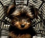 Small Photo #23 Yorkshire Terrier Puppy For Sale in SACRAMENTO, CA, USA