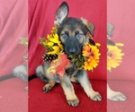 Small Photo #6 German Shepherd Dog Puppy For Sale in HOLDEN, MO, USA