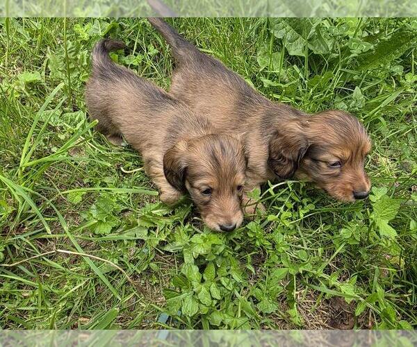 Medium Photo #3 Dachshund Puppy For Sale in YELM, WA, USA