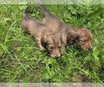 Small #2 Dachshund