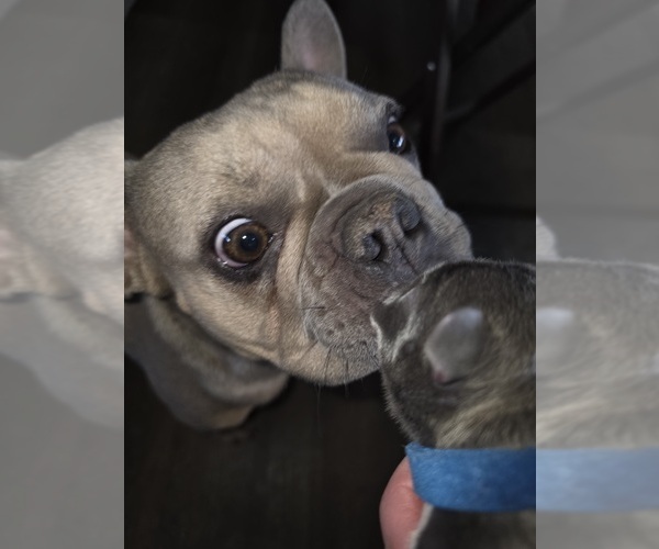 Medium Photo #27 French Bulldog Puppy For Sale in BLANCA, CO, USA