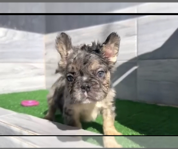 Medium Photo #2 French Bulldog Puppy For Sale in MEMPHIS, TN, USA