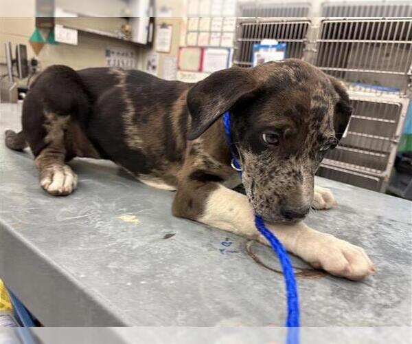 Medium Photo #1 American Pit Bull Terrier-Unknown Mix Puppy For Sale in Waco, TX, USA