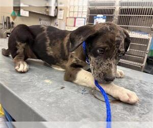 American Pit Bull Terrier-Unknown Mix Dogs for adoption in Waco, TX, USA