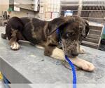 Small American Pit Bull Terrier Mix