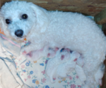 Small Photo #3 Bichon Frise Puppy For Sale in WINSTON SALEM, NC, USA