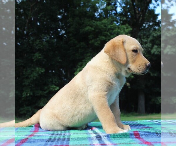 Medium Photo #5 Labrador Retriever Puppy For Sale in GREENCASTLE, PA, USA