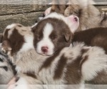 Small #7 Australian Shepherd