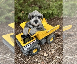 Schnauzer (Miniature) Puppy for sale in MIDDLEBURY, IN, USA