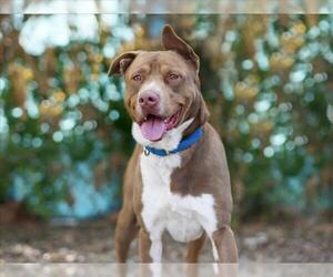Plott Hound-Unknown Mix Dogs for adoption in Tavares, FL, USA