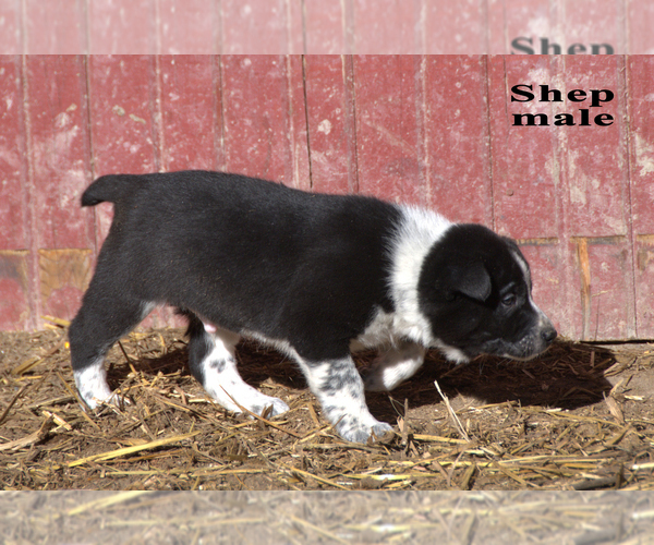 Medium Photo #10 Australian Cattle Dog-Border Collie Mix Puppy For Sale in CLARE, MI, USA