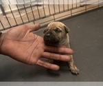 Small Photo #9 Boerboel Puppy For Sale in LITTLE ROCK, AR, USA