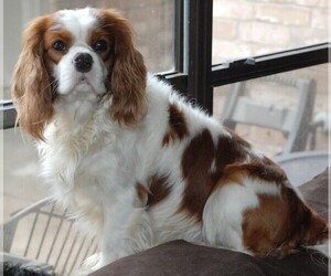 Father of the Cavalier King Charles Spaniel puppies born on 05/13/2022