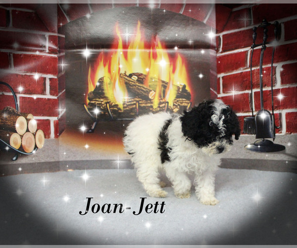 Medium Photo #19 Poodle (Toy) Puppy For Sale in CHANUTE, KS, USA