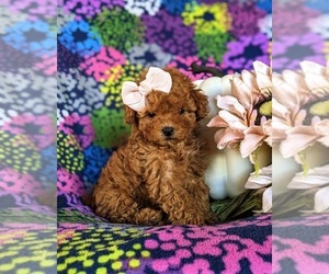 Poodle (Toy) Puppy for sale in NOTTINGHAM, PA, USA