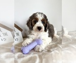 Small #2 Miniature Bernedoodle-Poodle (Miniature) Mix