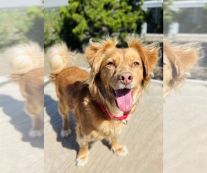 Chiranian Dogs for adoption in Seal Beach, CA, USA