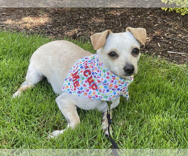 Medium Photo #3 Chihuahua-Unknown Mix Puppy For Sale in Milwaukie, OR, USA