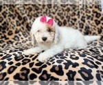 Small #4 Goldendoodle (Miniature)