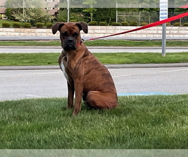 Medium Photo #4 Boxer Puppy For Sale in Oak Bluffs, MA, USA
