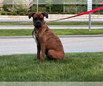 Small #3 Boxer