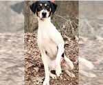 Small #1 Mutt