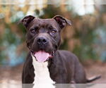 Small #1 American Pit Bull Terrier Mix